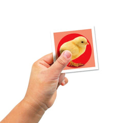 Baby animals - Găsește Perechea, 48 carduri